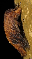 Labedera angustipennis