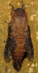 Labedera angustipennis