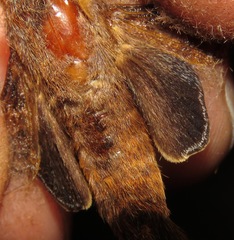 Labedera angustipennis