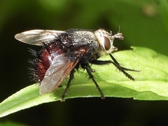 Juriniopsis