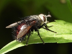 Juriniopsis