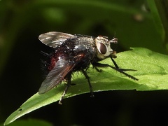 Juriniopsis