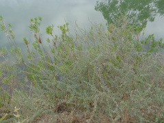 Dalea bicolor