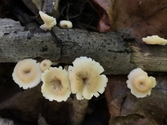 Lentinellus subaustralis