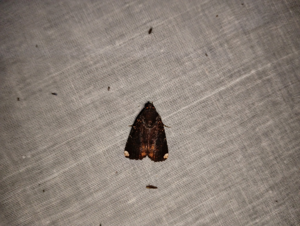Butterflies and Moths from Kuthiran, Kerala 680652, India on July 16 ...