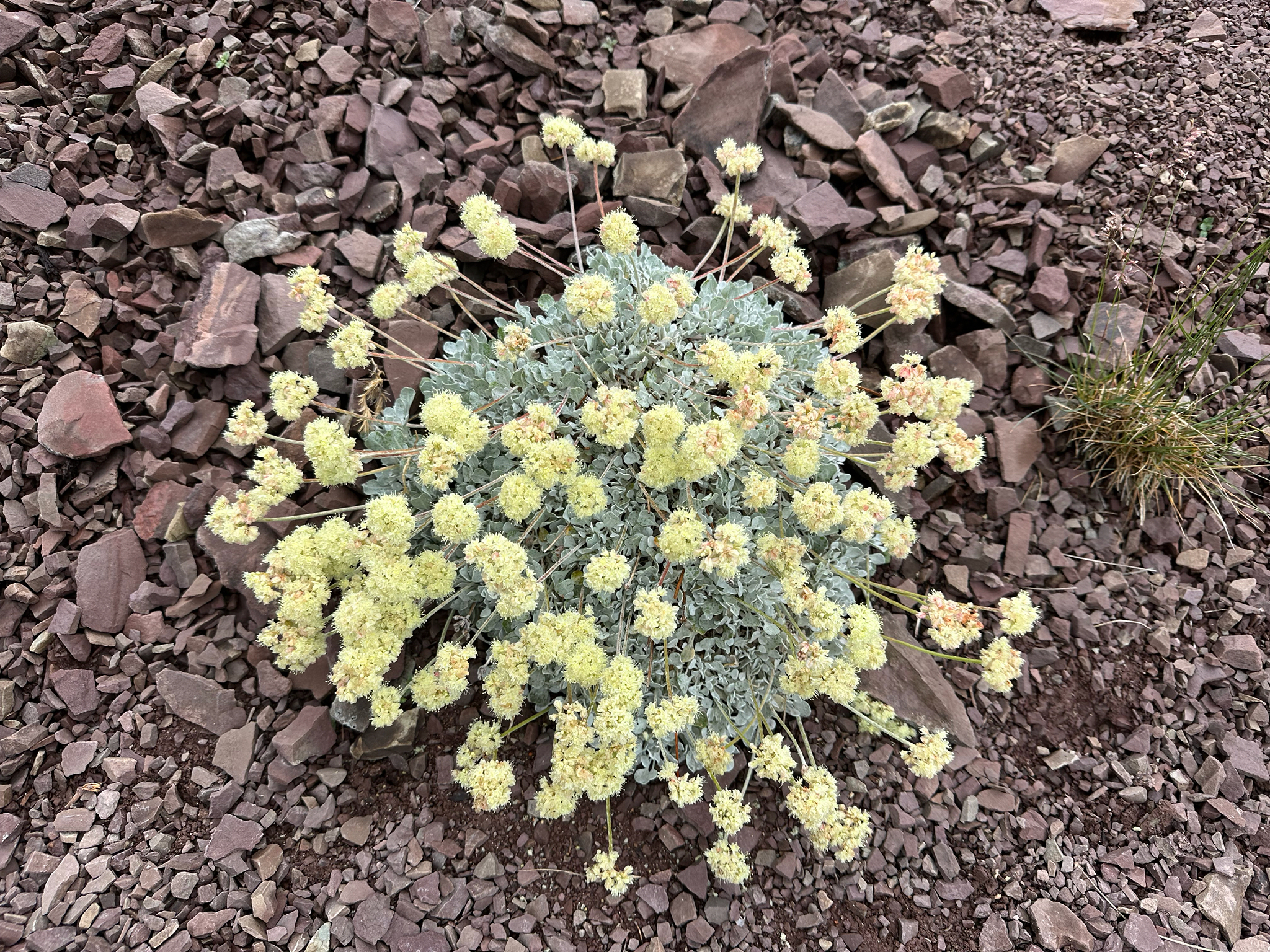 Eriogonum ovalifolium