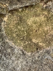 Bilimbia sabuletorum