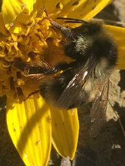 Bombus bifarius