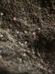 Bilimbia sabuletorum