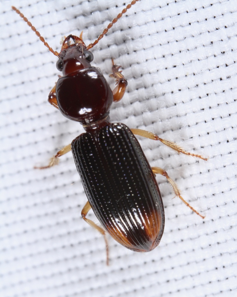 Lesser Tail-light Carabid
