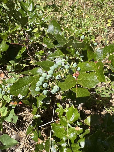 Piper's Oregon-grape (Berberis piperiana)