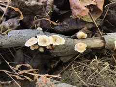 Lentinellus subaustralis