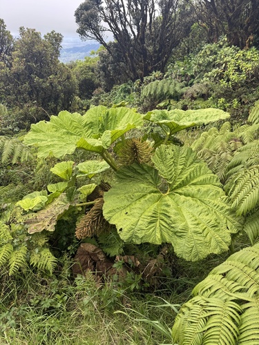 Gunnera petaloidea observed 2025-07-14