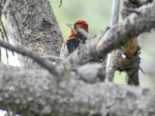 iNaturalist observation photo of Red-breasted Sapsucker