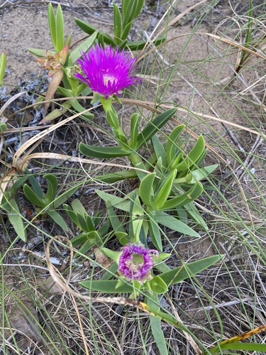 Carpobrotus dimidiatus, photograph 6