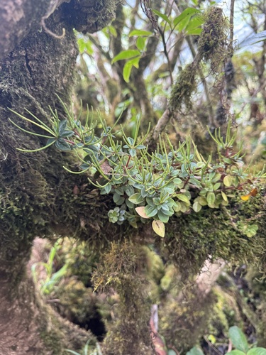Peperomia cookiana observed 2025-07-14