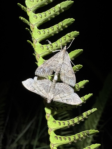 Omiodes localis observed 2025-07-16