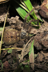 Polybetes pythagoricus