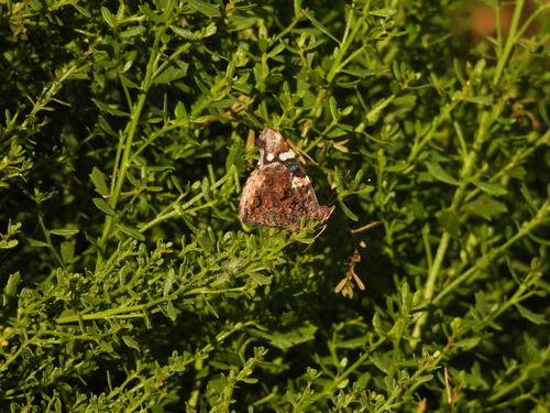 iNaturalist observation photo of American Red Admiral