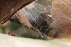 Latonigena auricomis