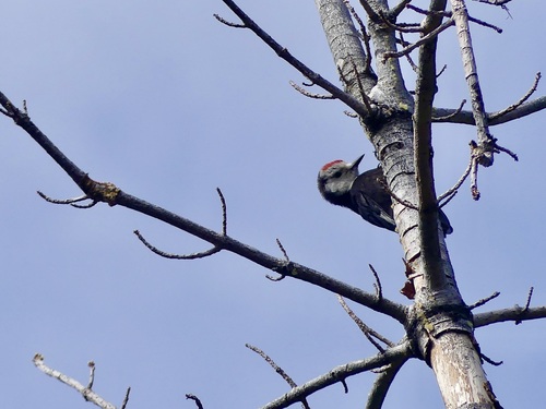 iNaturalist observation photo of White-headed Woodpecker