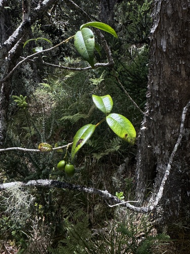 Alyxia stellata observed 2025-07-17