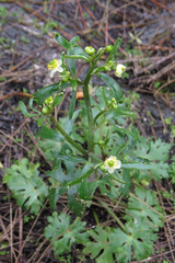 Ranunculus apiifolius