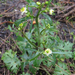 Ranunculus apiifolius - Photo (c) Martin Arregui, some rights reserved (CC BY-NC), uploaded by Martin Arregui