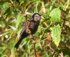 Myiotheretes fumigatus