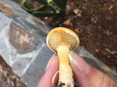 Gymnopilus thiersii