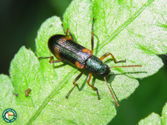 Strongylium humerale