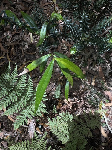 Alyxia stellata observed 2025-07-17