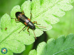 Strongylium humerale