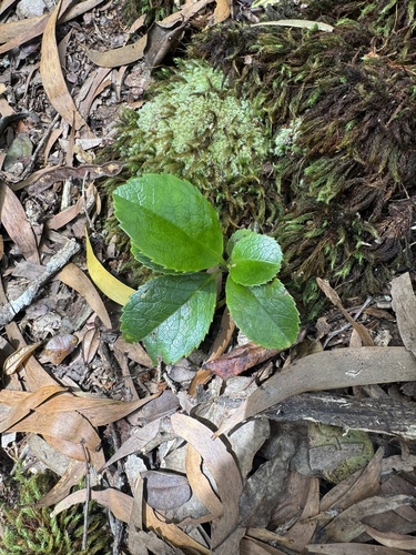 Ilex anomala observed 2025-07-17