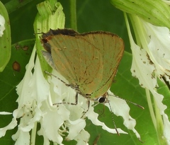 Cyanophrys amyntor
