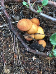 Gymnopilus thiersii