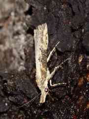 Hypena humuli