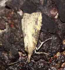 Hypena humuli