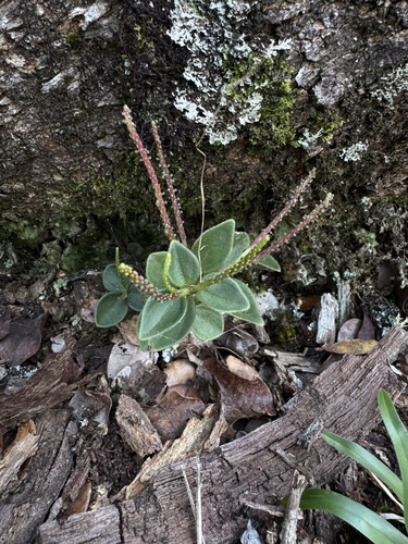 Peperomia leptostachya observed 2025-07-17