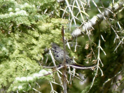 iNaturalist observation photo of Fox Sparrow