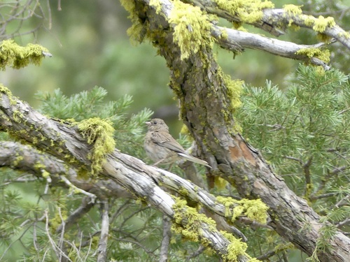 iNaturalist observation photo of Dark-eyed Junco