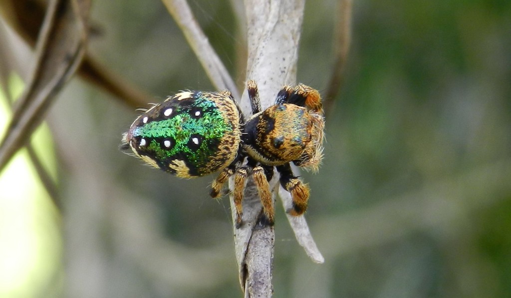 Parnaenus cyanidens