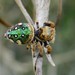 Parnaenus cyanidens - Photo (c) Elendil Cocchi, some rights reserved (CC BY-NC), uploaded by Elendil Cocchi