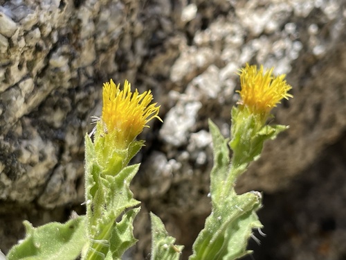 alpine goldenheads (Toiyabea alpina)