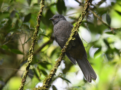 Lipaugus fuscocinereus