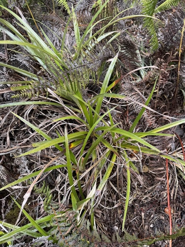 Carex wahuensis observed 2025-07-18