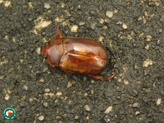 Pelidnota thiliezi