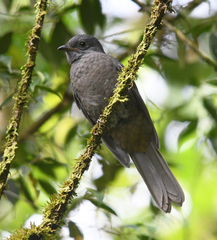 Lipaugus fuscocinereus