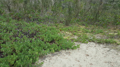 Arctostaphylos × media