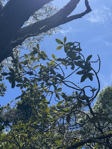 Myrsine lessertiana observed 2025-07-18